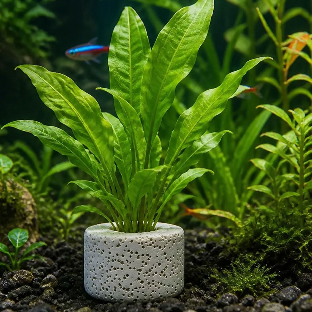 Planted Aquarium Pictures - 10 Stück Gewichtete Ringe zur Befestigung
