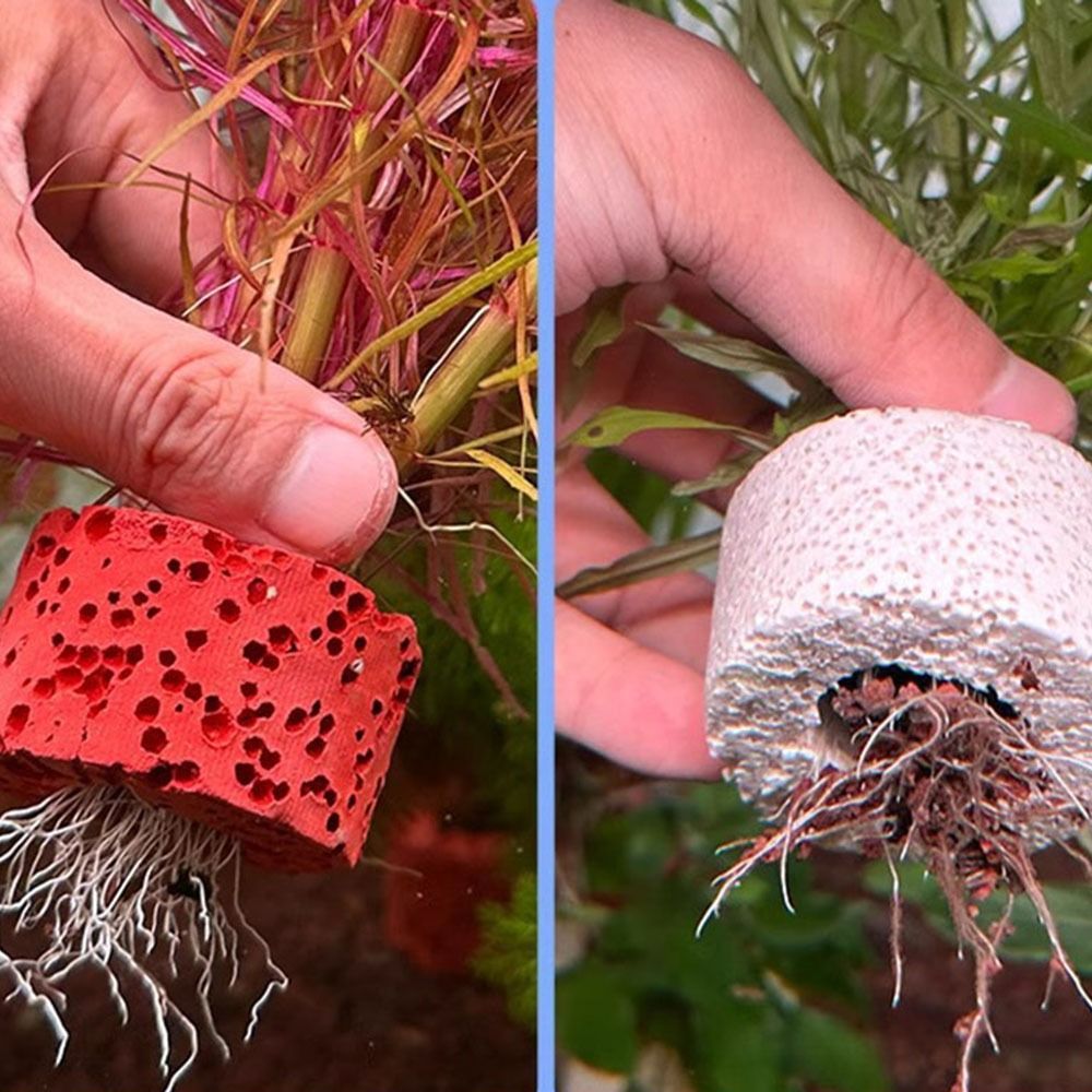 10 Stück Gewichtete Ringe für  – Planted Aquarium Pictures Bewertung und Preis