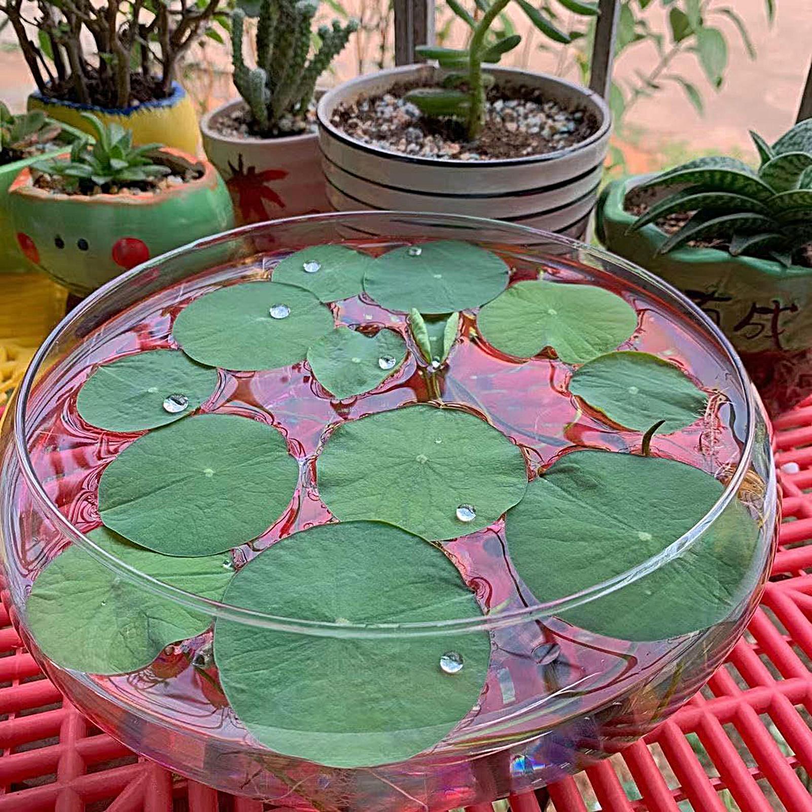 Fischglasbehälter Großer Hydro – Planted Aquarium For Goldfish Bewertung und Preis