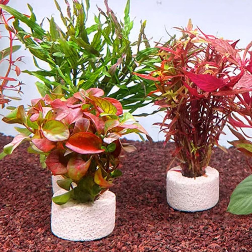 10 Stück Gewichtete Ringe zur  – Planted Aquarium Pictures Bewertung und Preis