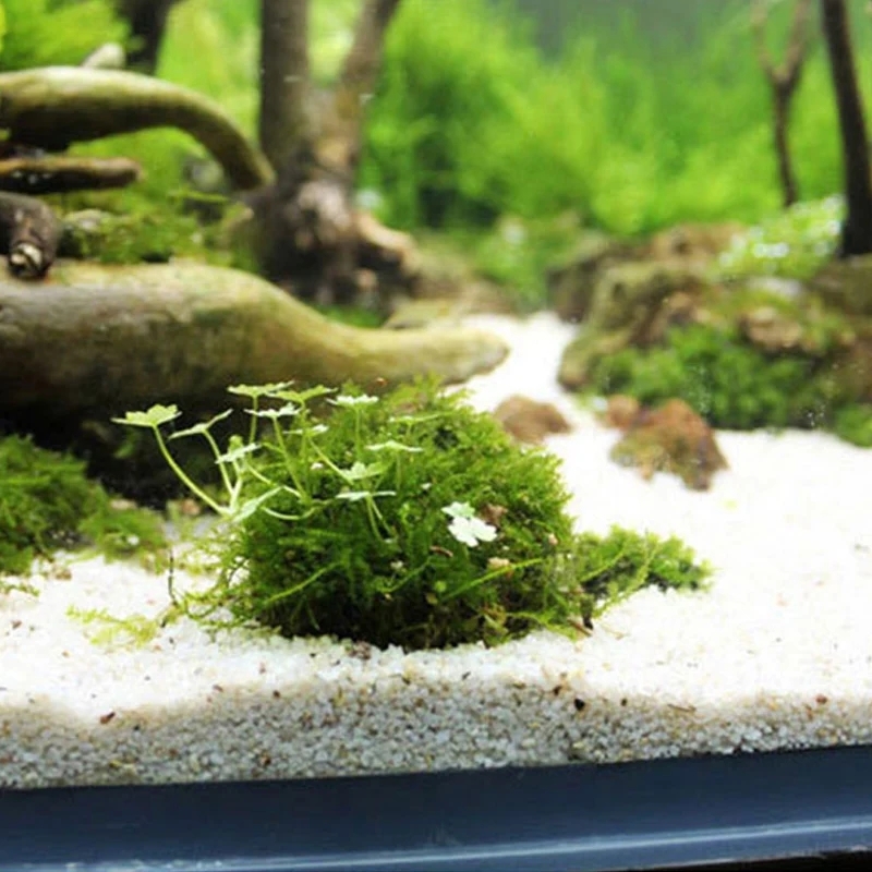 2 Stück Aquarium-Moosball-Halt – Planted Aquarium Models Bewertung und Preis